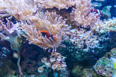 The Underwater Wonder: An Inside Look Of The Great Barrier Reef