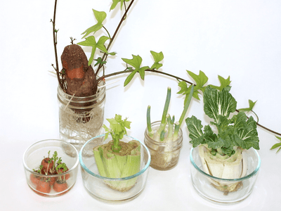 Sustainably Growing Your Own Food  From Scraps