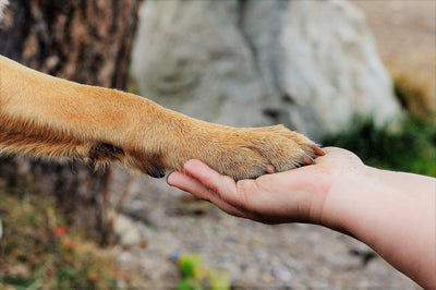 Green Paws And Love: A Sustainable Pet Owner’s Guide