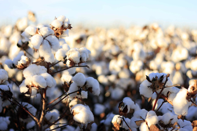 What You Want To Know About  Organic Cotton